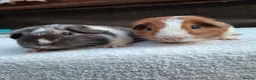 Guinea Pig rodents for sale: Baby Male Guineapigs - Advert 3