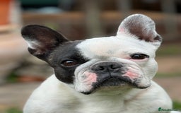 French Bulldog dogs for sale: KC reg pure French Bulldog puppies - Image 8