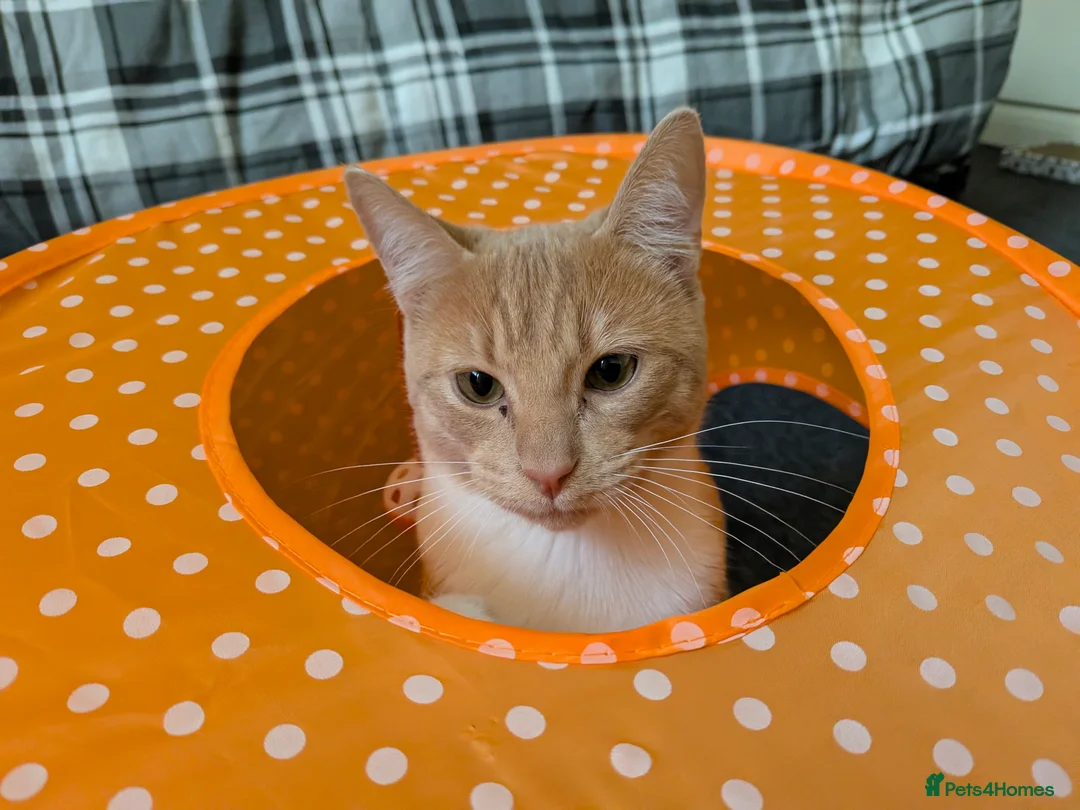 Mixed Breed cats for sale: 1 year old kitten - Advert 2