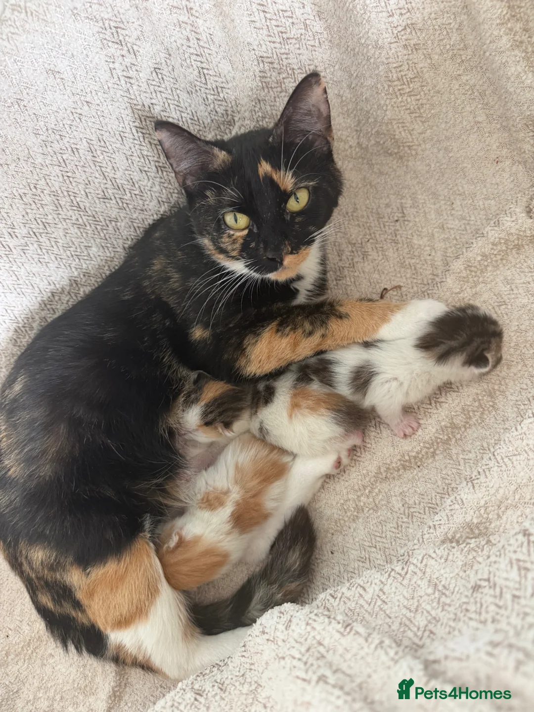 Mixed Breed cats for sale: 3 beautiful kittens  in Nottingham - Advert 1