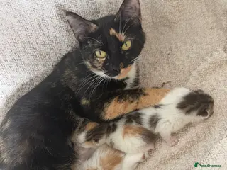 Mixed Breed cats 3 beautiful kittens - Advert 6