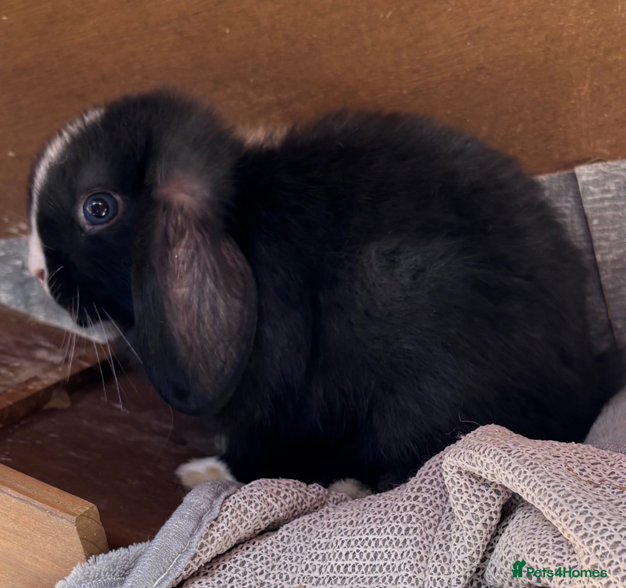 Mini Lop rabbits Last Baby Mini Lop Boy - Ready Now - Advert 17