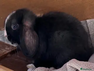 Mini Lop rabbits Last Baby Mini Lop Boy - Ready Now - Advert 17