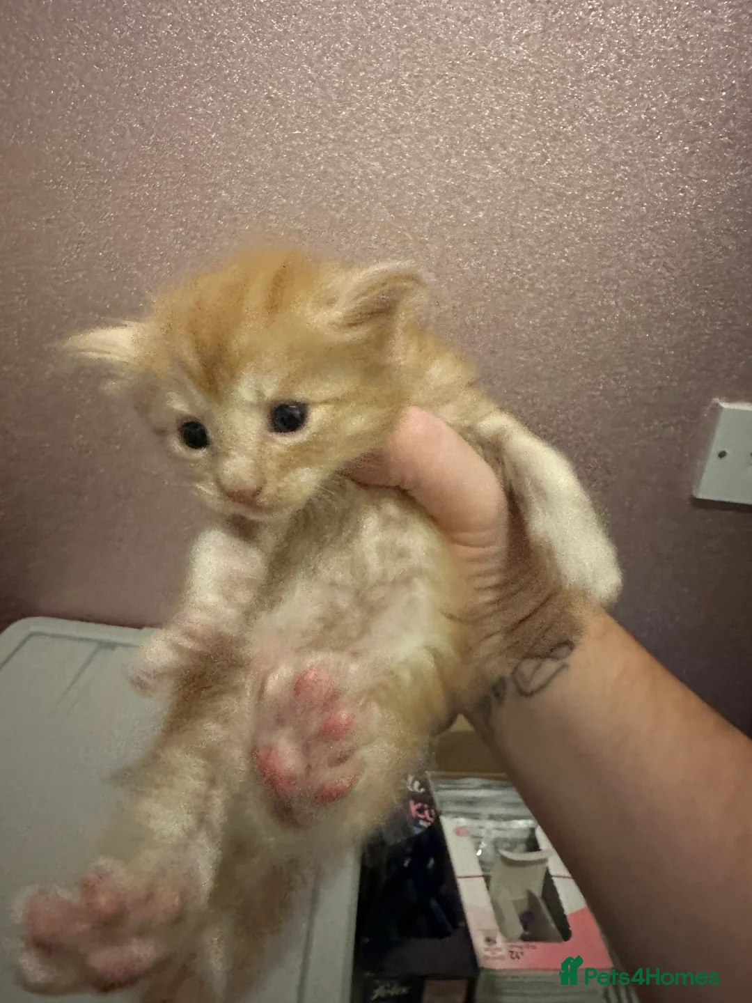 Maine Coon cats for sale: Exceptional Maine Coon kittens  in Liverpool - Advert 2