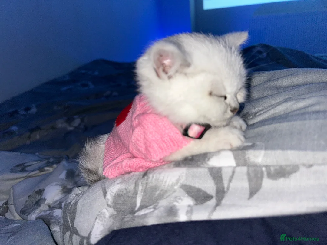 British Shorthair cats for sale: 8 Month Old Kitten For Sale in Solihull - Advert 2