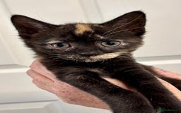 Mixed Breed cats for sale: Tortoiseshell Female kittens  - Image 3