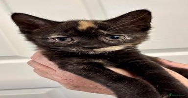 Mixed Breed cats - Advert 2