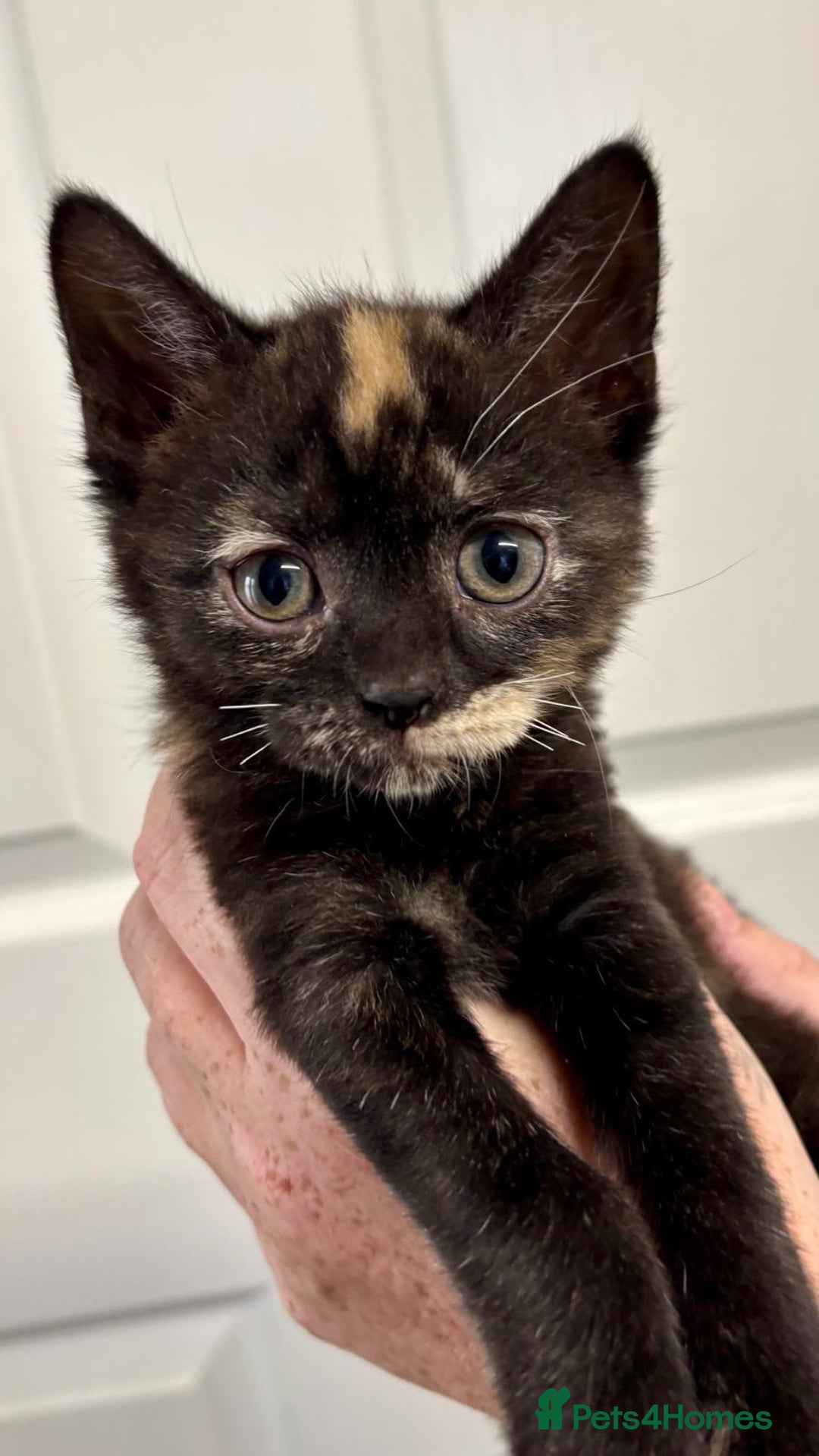 Mixed Breed cats for sale: Tortoiseshell Female kittens  - Image 3