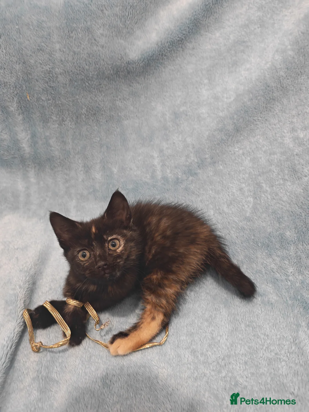 Mixed Breed cats for sale: Beautiful kittens VIDEOS - Advert 14