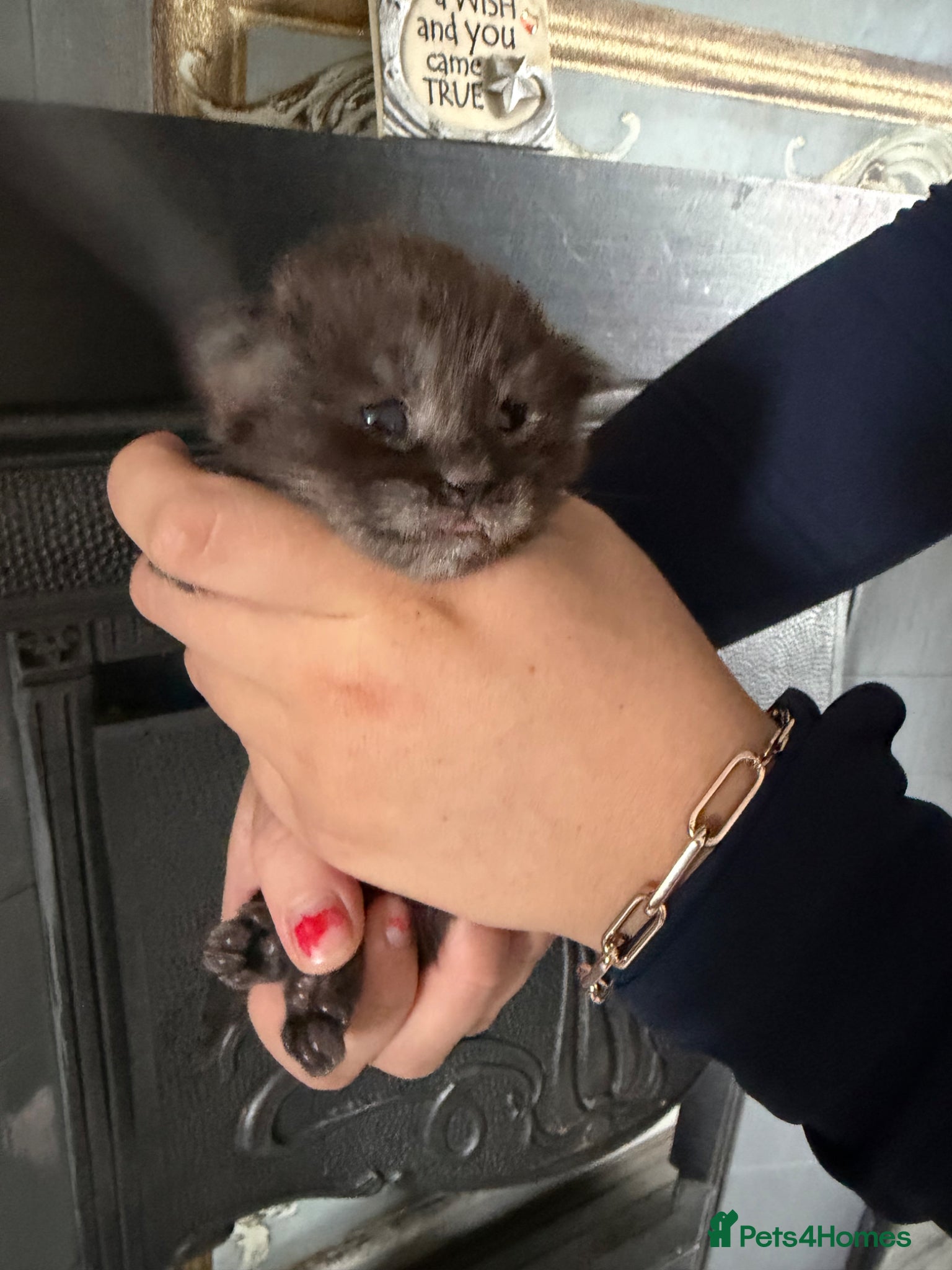 Maine Coon cats Giant mainecoon Babies 🥹 - Advert 2