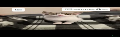 Mixed Breed Kitten 5