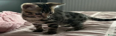 Bengal 2