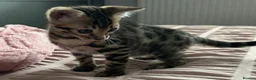 Bengal cats for sale: Two beautiful Bengal Girls  - Advert 8
