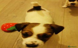 Jack Russell dogs for sale: Jack russell - Advert 5