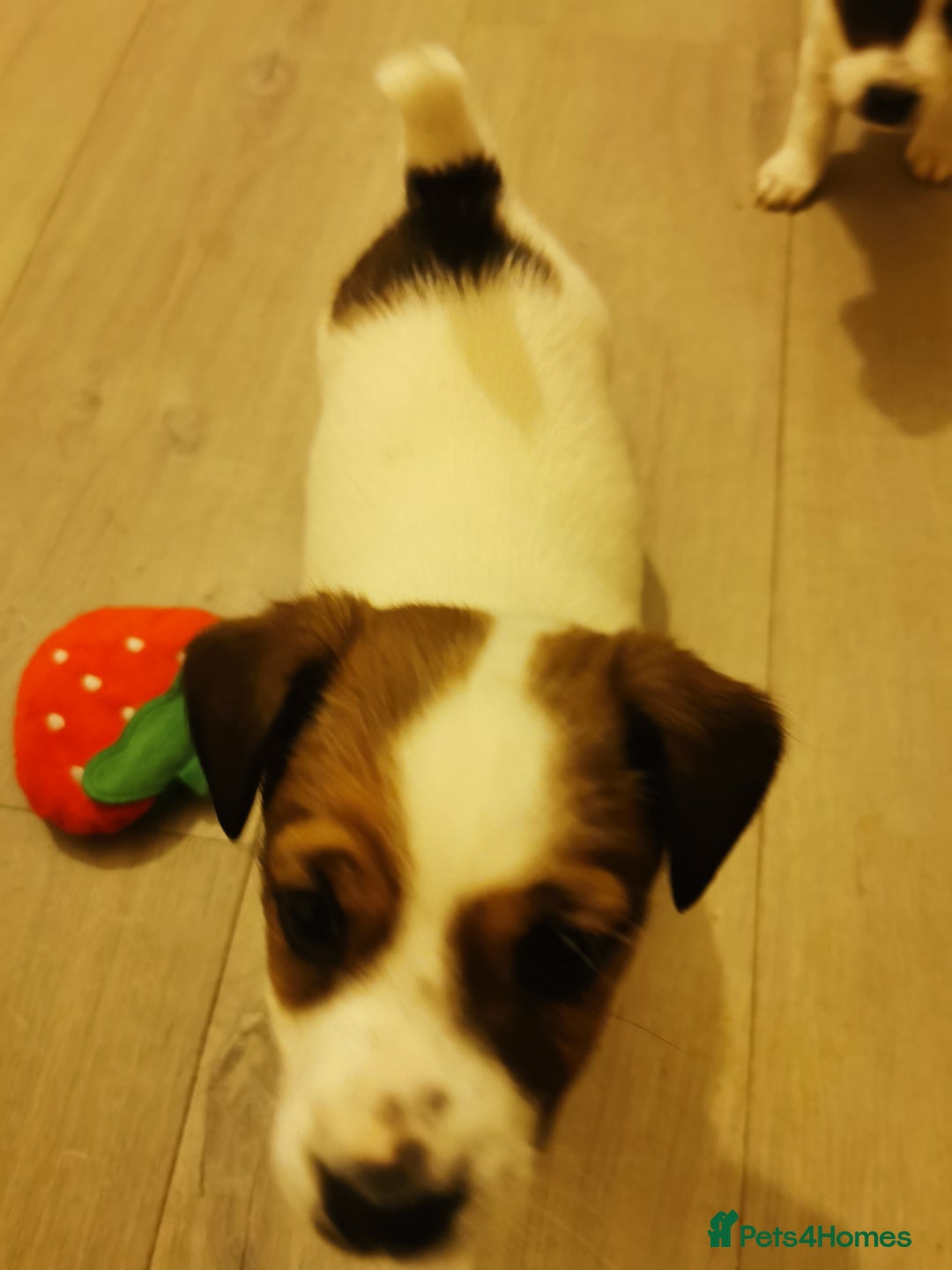 Jack Russell dogs for sale: Jack russell - Advert 5