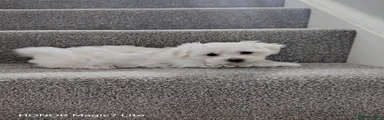 Maltese 3