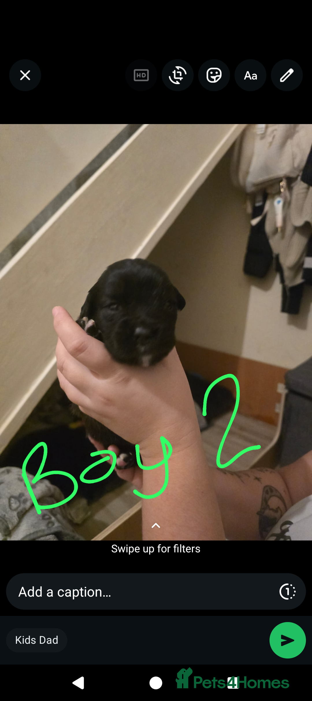 Mixed Breed dogs for sale: Staff cross pups - Image 4