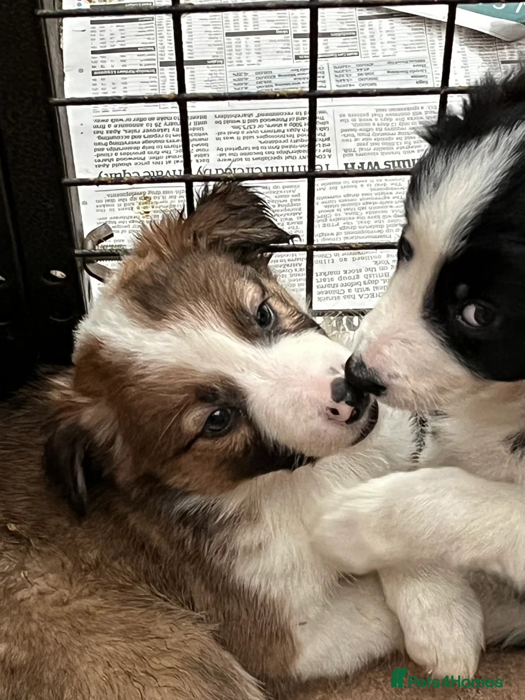 Border Collie dogs for sale: Border  collie pups. Mixed colours. - Advert 20