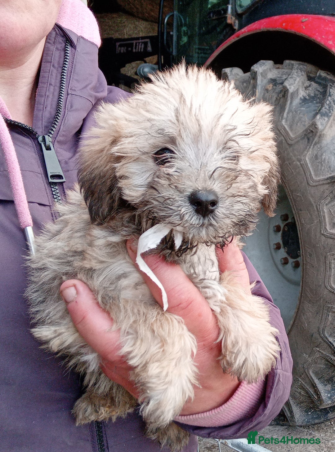 Mixed Breed dogs for sale: Schnoodle pups - Advert 4
