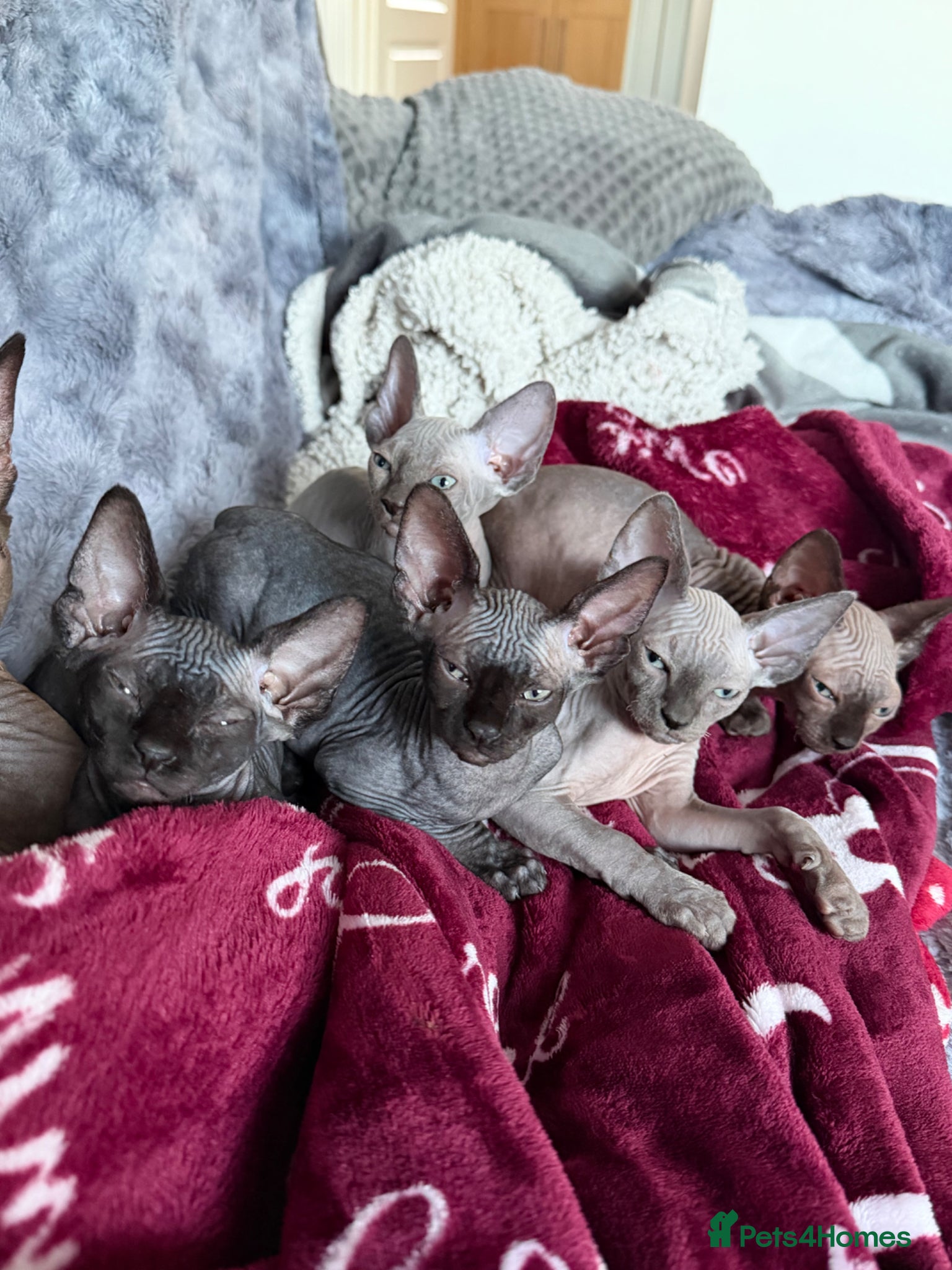 Sphynx cats Canadian Sphynx kitten TICA - Advert 1