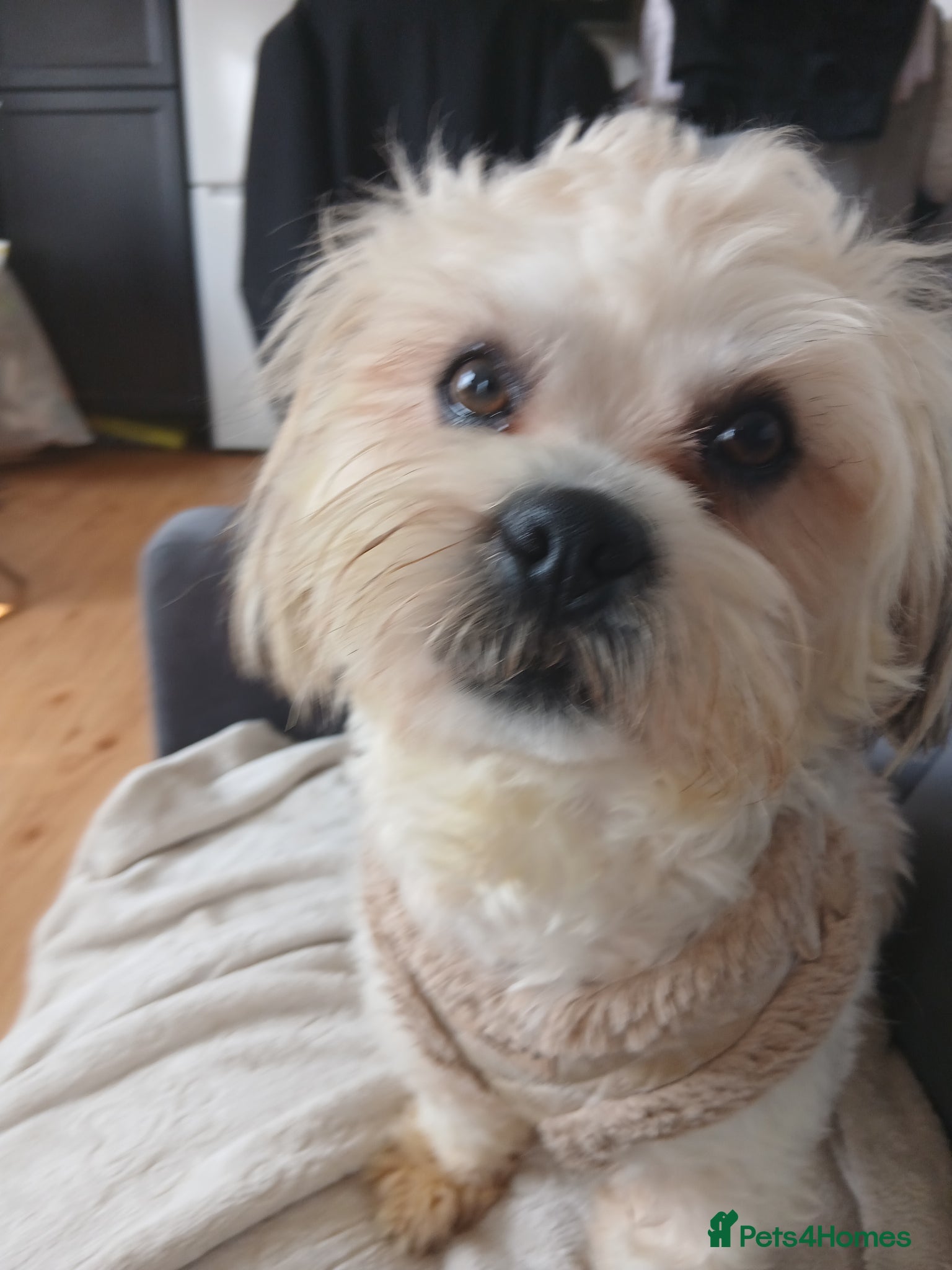 Mixed Breed dogs Sweet Maltes/Lhasa Apso puppies  - Advert 2