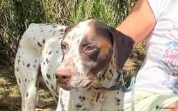 German Shorthaired Pointer dogs for adoption: Domino, a stunning young pointer cross - Image 1
