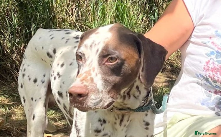 German Shorthaired Pointer dogs - Advert 2