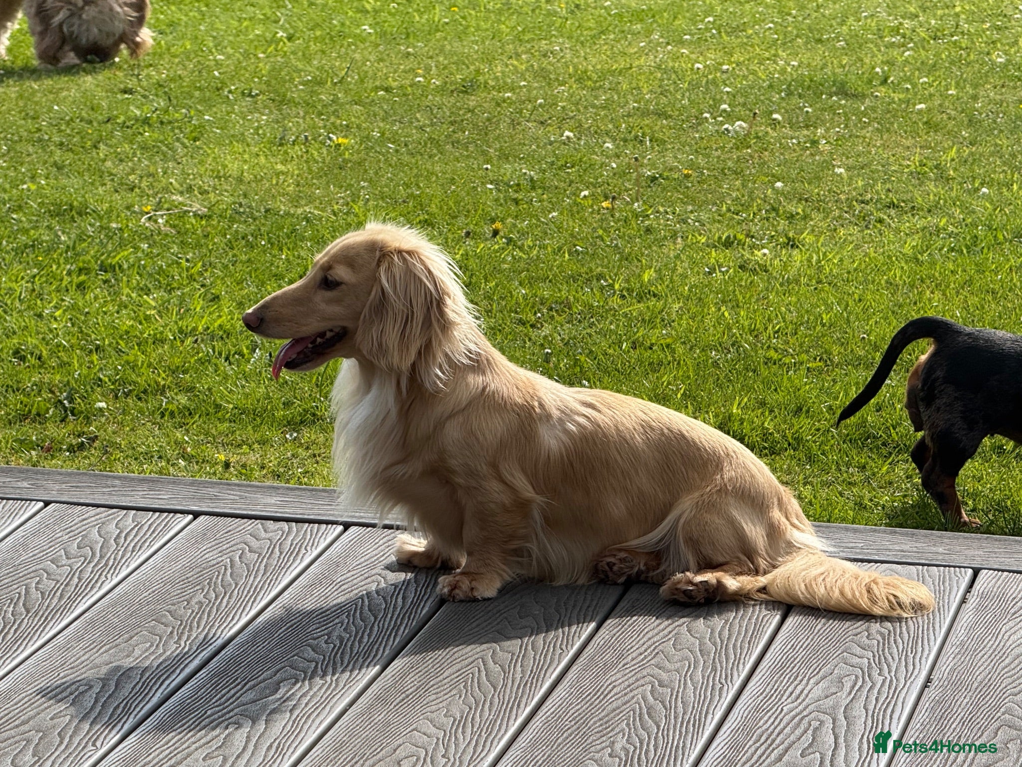 Miniature Dachshund dogs Stunning long hair  KC,PRA & BVA eye clear parents - Advert 1