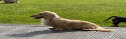 Miniature Dachshund dogs for sale: Stunning long hair  KC,PRA & BVA eye clear parents - Advert 1