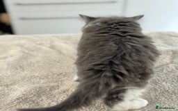 Ragdoll cats for sale: RAGDOLL MIX KITTENS FOR SALE - Image 14