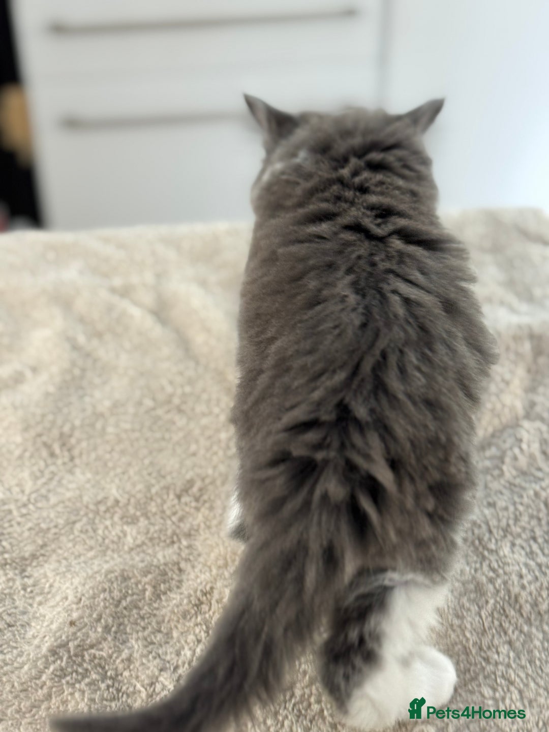 Ragdoll cats for sale: RAGDOLL MIX KITTENS FOR SALE - Image 14