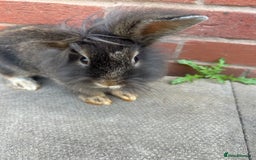 Lionhead rabbits for sale: 2 Lionhead bunnies  - Image 2