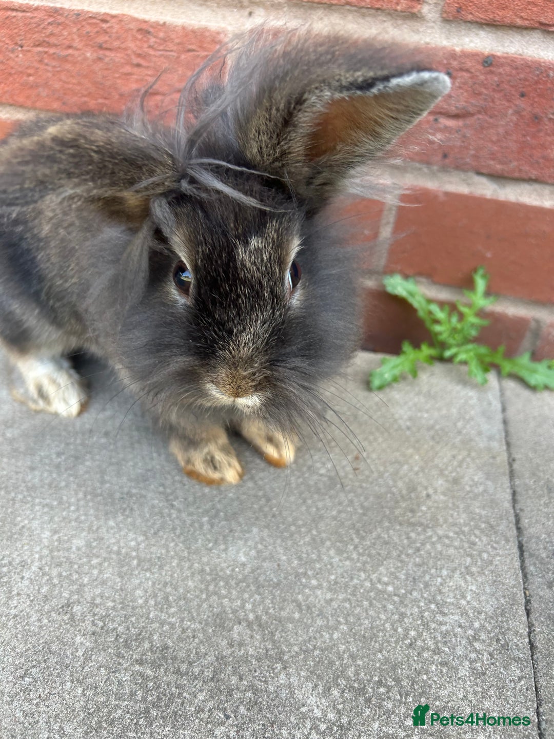 Lionhead rabbits for sale: 2 Lionhead bunnies  - Image 2