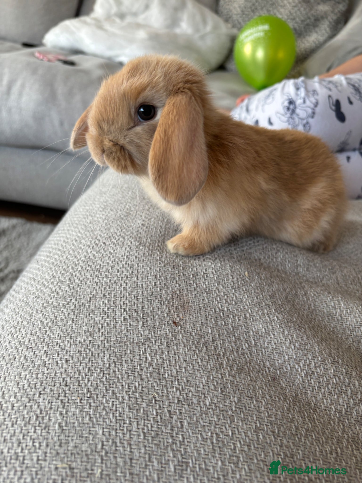 Mini Lop rabbits Mini lop bunnies for sale - Advert 2