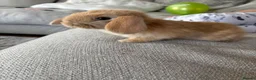 Mini Lop rabbits for sale: Mini lop bunnies for sale in Ruislip - Advert 2