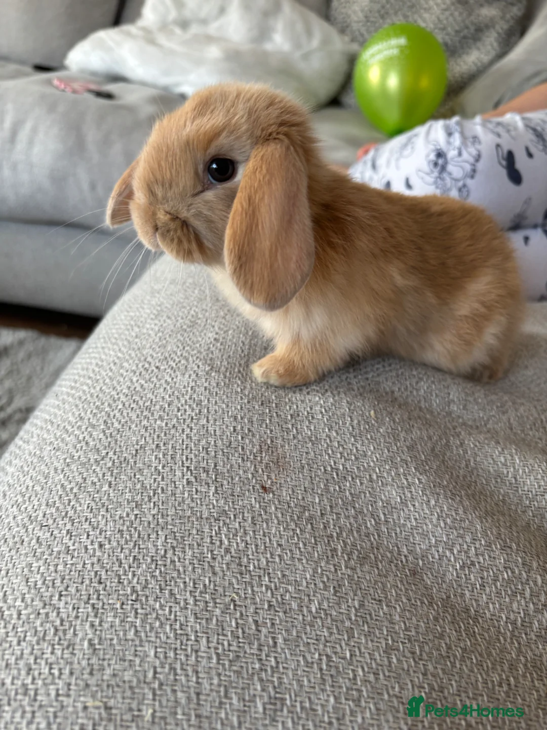 Mini Lop rabbits for sale: Mini lop bunnies for sale in Ruislip - Advert 2