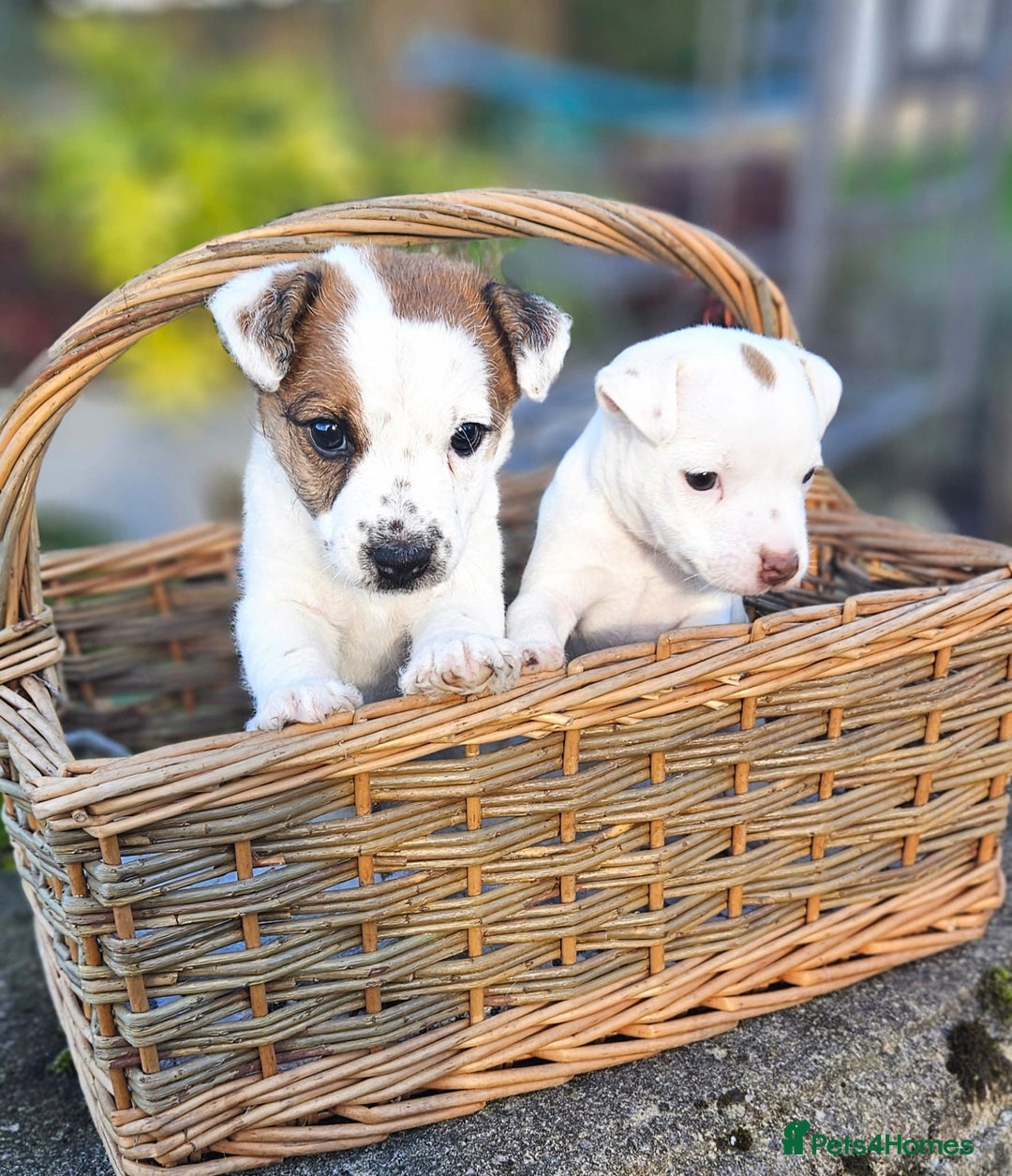 Jack Russell dogs for sale: Tremendous JRT boys  - Image 2