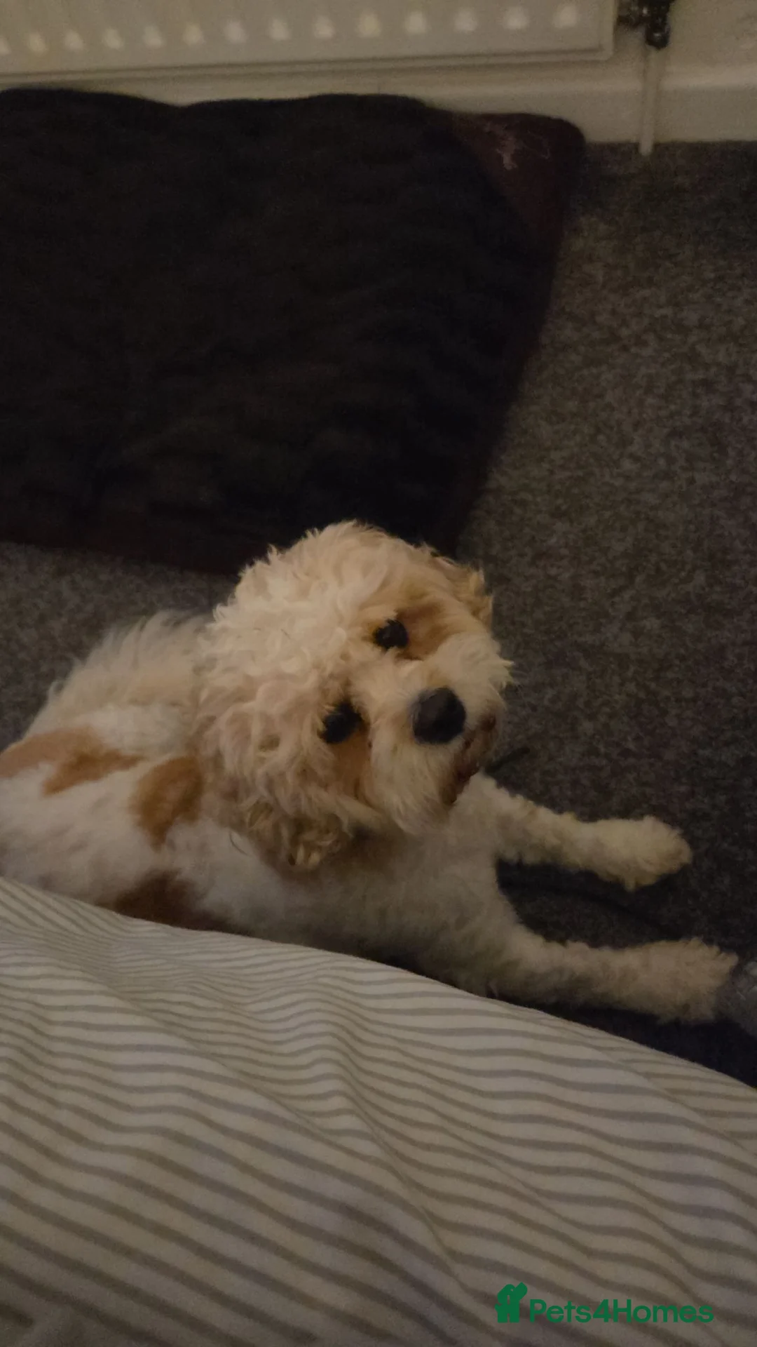 Mixed Breed dogs for sale: Toby. in Wolverhampton - Advert 7