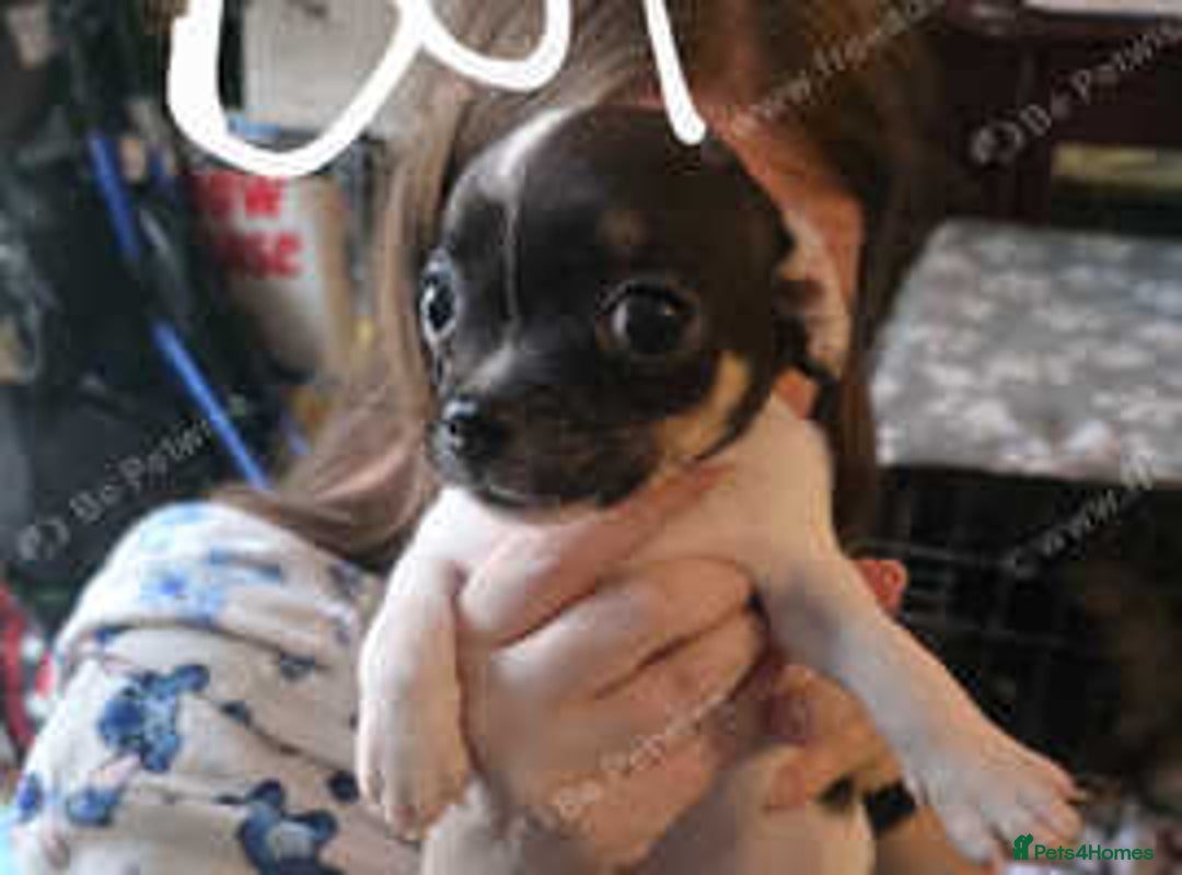 Mixed Breed dogs for sale: Chihuahua x Pug puppies  - Image 6