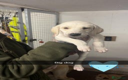 Saluki dogs for sale: Saluki/ LURCHER pups - Image 8