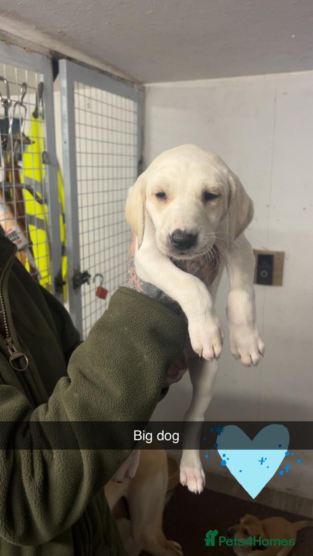 Saluki dogs for sale: Saluki/ LURCHER pups - Image 8