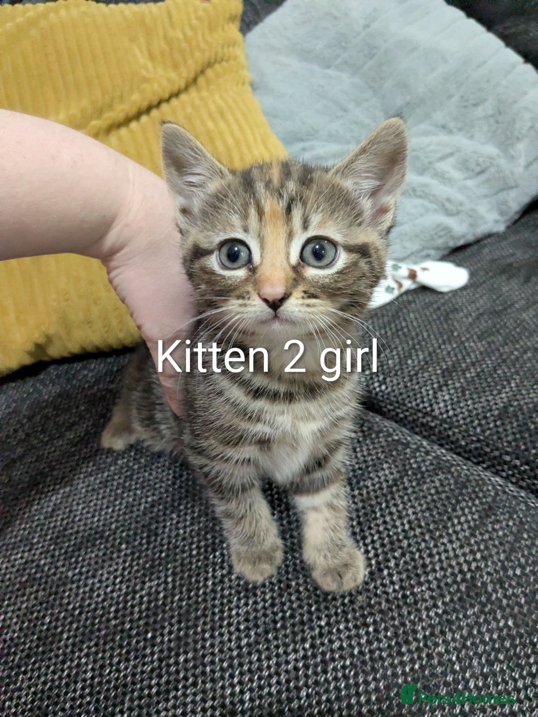 Mixed Breed cats for sale: Kitten for sale - Advert 4