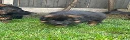 German Shepherd dogs for sale: Stunning GSD working line puppies  - Advert 10