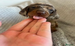 Dachshund dogs for sale: Puppies - Image 2