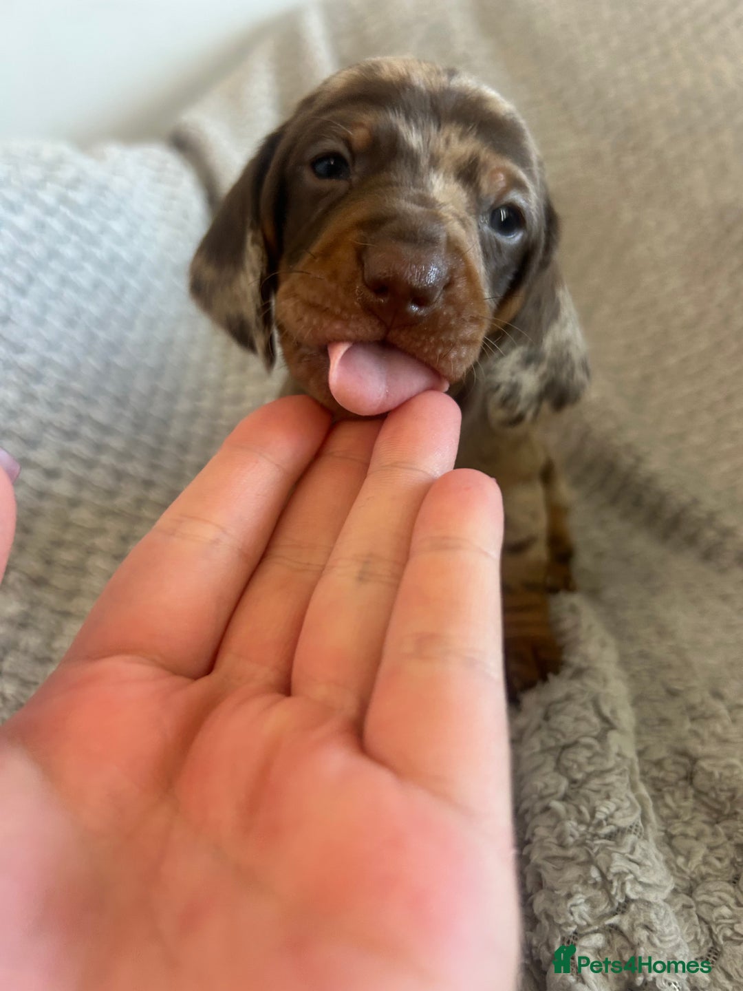 Dachshund dogs for sale: Puppies - Image 2