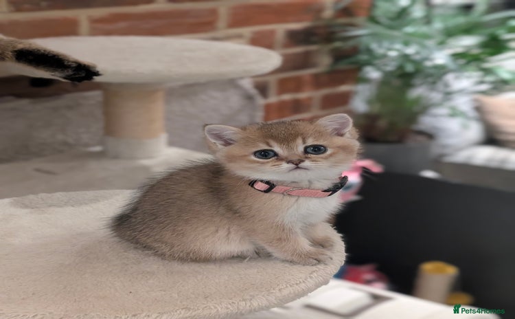 Scottish Fold cats - Advert 10