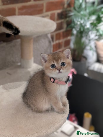 Scottish Fold cats - Advert 10