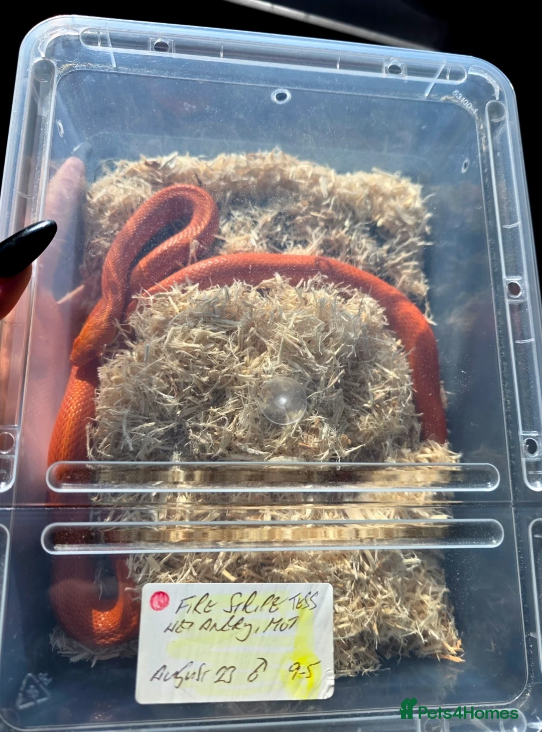 Corn Snake reptiles for sale: Pete- the Fire Stripe Cornsnake  in Nottingham - Advert 19