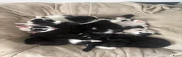 British Shorthair cats for sale: Adorable Kittens Looking for Loving Homes 🐾  - Advert 5