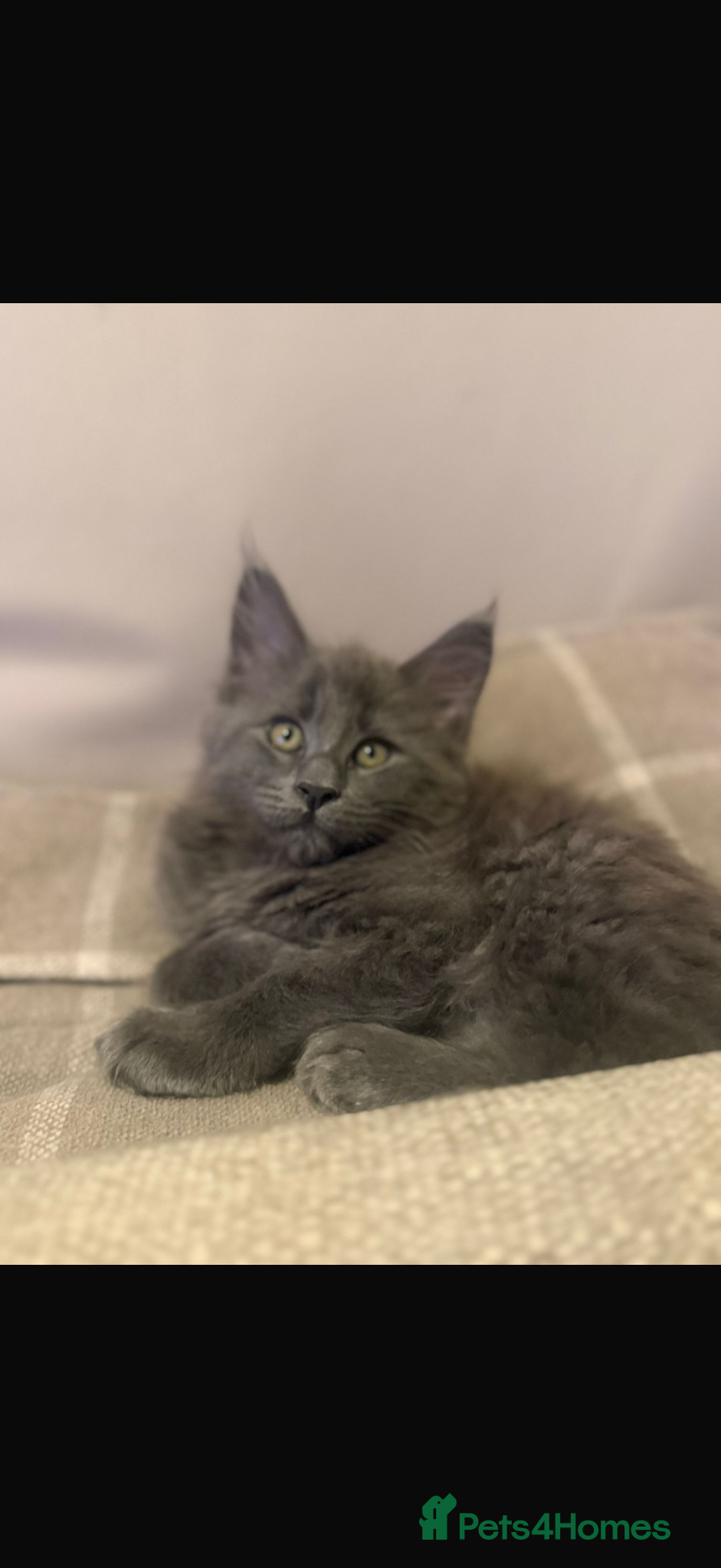 Maine Coon cats Gorgeous playful Maine coon kittens - Advert 6